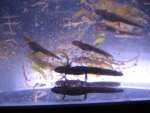 newts 004.jpg