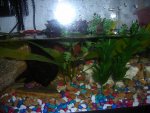 newt tank 2.jpg