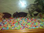 DSC00782.jpg