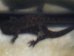 Oct. 13_04 newt breeding 015.jpg