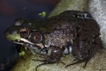 frog02sm.JPG