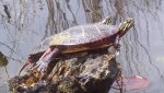 turtles (1)sm.JPG