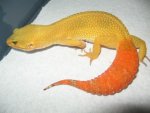 Daytona, female.jpg