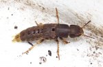 MysteryBug1sm.JPG