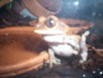 frog 1.jpg