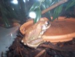 frog 2.jpg