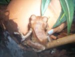 frog 3.jpg