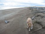 the Pudden on the beach.jpg