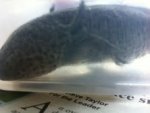 Axolotl 1.jpg