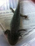 Axolotl 2.jpg