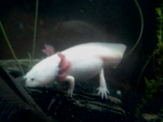 axlotlwhite.png