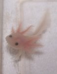 Baby axie.jpg