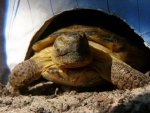 080920_tortoises_001.jpg