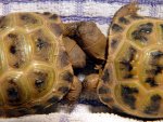 100313_tortoises_006.jpg