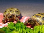 100315_tortoises_003.jpg