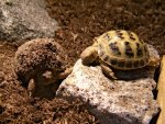 100326_tortoises_001.jpg