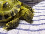 120117_tortoises_008.jpg