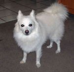 miniature-american-eskimo-dog-0007.jpg