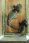 axolotls 002.jpg