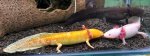 UL - 20120626 - Three Axolotls 1 - day 3.jpg