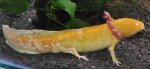 UL - 20120627 - Axolotl Pear - day 4 1-1.jpg