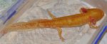 UL - 20120708 - Axolotl Pear in fridge tub 7-1 - whole body with stress spots and all.jpg