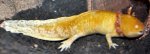 UL - 20120711 - Axolotl Pear in tank in pain 1-1 - arched body, swallen neck, deteriorating gill.jpg