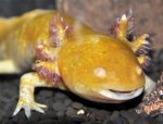 UL - 20120711 - Axolotl Pear in tank in pain 3-1 - arched body, swallen neck, deteriorating gill.jpg