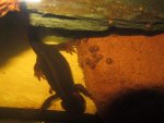 Blubberfilter 20.07.2012 003 (Groß).jpg