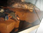 Blubberfilter 20.07.2012 006 (Groß).jpg