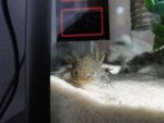 dsc02521wf.jpg
