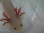 aureliusgills.jpg