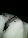 salamander on my hand.jpg