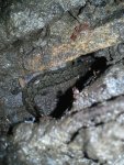 salamander looking down hole.jpg