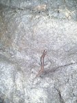 salamander on rock.jpg