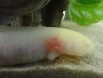 giesha no fungus closeup.jpg