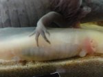 giesha no fungus.jpg