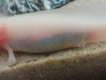 giesha leg regrowth closeup.jpg