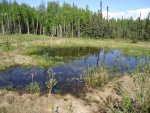 subarctic frog pond.jpg