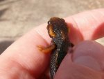 120908_newts_016x.JPG