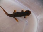 120908_newts_004x.JPG