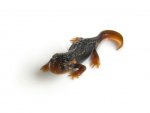 120907_newts_004x.jpg