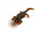 120907_newts_006.jpg