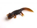 120908_newts_002.jpg