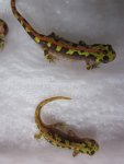 Marmoratus juveniles 006.jpg