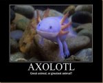 axolotl_6c9895_121479.jpg