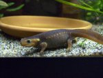 121025_newts_001.jpg