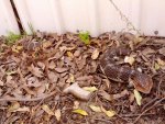 bobtail mum and bub.jpg