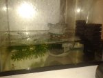 lotl tank.jpg lotl tank.jpg
