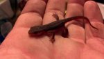 newt1.jpg